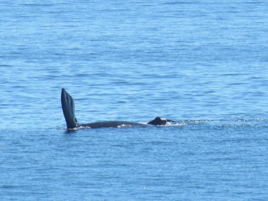 The Whale Cove Lejlighed Gansbaai Værelse billede